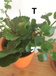 IMG_0675.jpeg