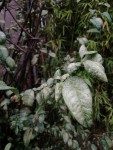 IMG_20200905_191025.jpg