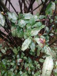 IMG_20200905_191035.jpg
