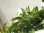 Fleurs groupées.JPG