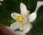 Fleur.JPG