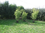 img4544la5.jpg