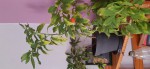 pommier d'amour