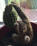 photo cactus malade