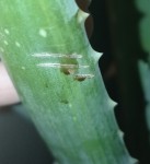 IMG_20201012_001559.jpg