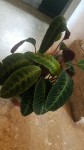 calathea 1.jpg
