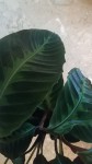 calathea 2.jpg