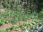 lulu tuteur tomate.jpg