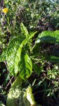 IMG_20201016_104632_986.jpg