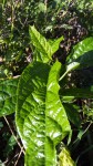 IMG_20201016_104640_089.jpg