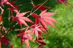 'chitose yama red'