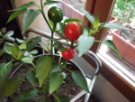 Hot Cherry-1.JPG
