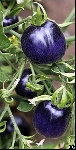 _42243060_tomates300.jpg