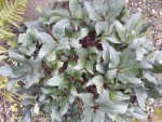 plantes1.jpg