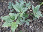 plantes1-2.jpg