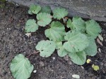 plantes2.jpg