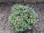 plantes3.jpg