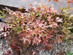 plantes4.jpg