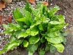plantes5.jpg