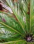 Cycas.jpg