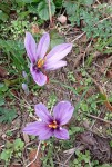 20201022-crocus.jpg