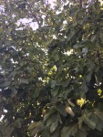 IMG_0923.JPG