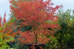 Acer palmatum type 10 A.jpg