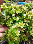 IMG-20201022-WA0008.jpg