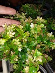 IMG-20201026-WA0006.jpg