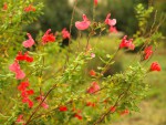 Salvia grahamii.JPG