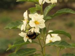 Solanum bonariensis (2).JPG