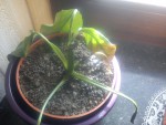DSC00770.jpg