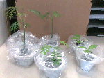 Nursery Boulot 17 avril 2008.jpg