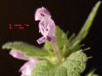 plante ter.jpg