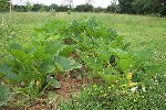 pieds de courgettes, patissons...