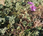 Malva sylvestris 2020.jpg