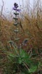 Salvia pratensis 2020.jpg
