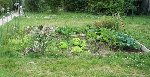 une autre partie du potager avec salades, radis, artichaut, aubergines...