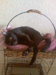 Image44.jpeg