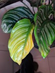 IMG_20201110_173742.jpg