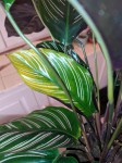 IMG_20201110_173755.jpg