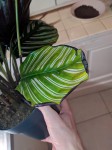 IMG_20201110_173822.jpg