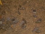 Gros plan sur les crottes...<br />Déposées au dessus du monticule de terre.<br />On voit qu'il y en a des &quot;fraiches&quot; et d'autres moins... Beuark !!