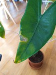 IMG_20201114_095024.jpg