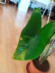 IMG_20201114_095017.jpg