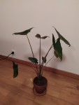 IMG_20201118_202441.jpg