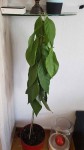 Photo avocatier problème
