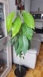 Photo avocatier en bonne santé