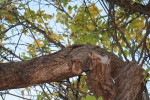 IMG_7085.JPG