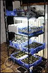 a peine monté que déjà tout est occupé <br /><br />mais la nature a bien horreur du vide